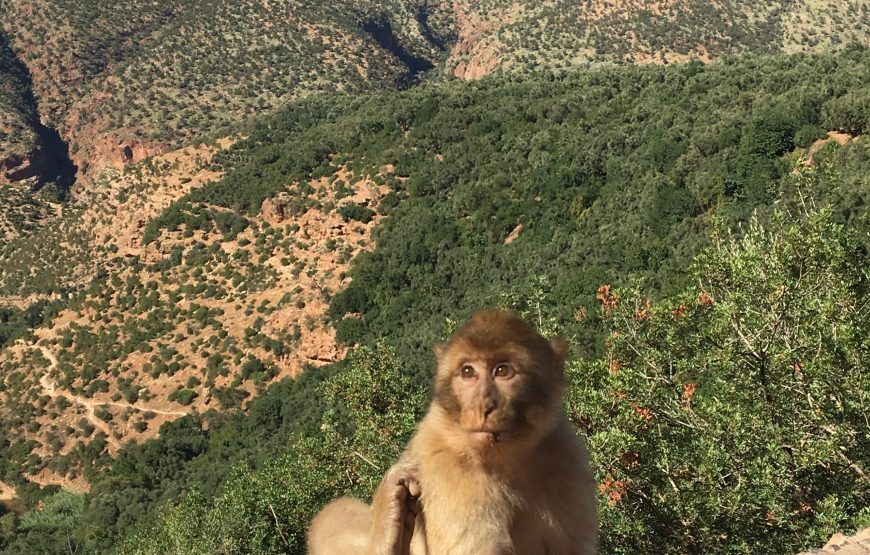 Excursion aux cascades d’Ouzoud